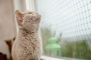 被猫抓伤保险可以报多少  第1张