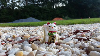 水产养殖去哪里买保险好  第1张